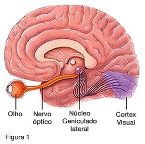 II Par Nervo óptico Terminações nervosas sensitivas que saem da retina formam grosso feixe de fibras que penetram no crânio pelo canal óptico.