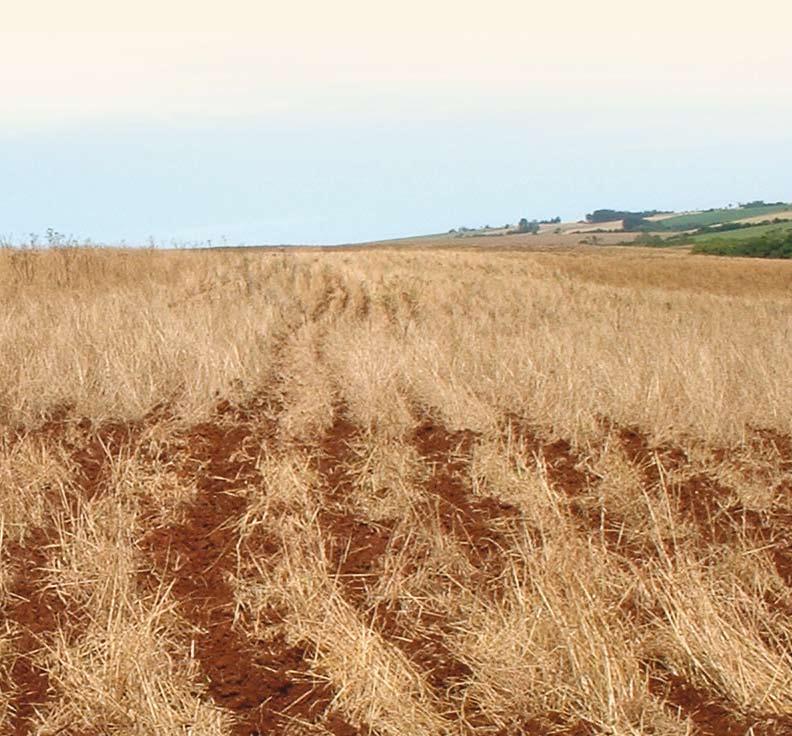 Fotos Charles Echer baixa disponibilidade hídrica, semeaduras em solos com baixas temperaturas e alto teor de umidade e principalmente em casos de práticas de rotação de culturas ou de cultivo em