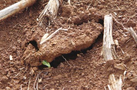 Fungos alvos no Brasil Phomopsis sojae Este fungo frequentemente reduz a qualidade das sementes de soja, especialmente quando ocorrem períodos chuvosos associados a altas temperaturas, durante a fase