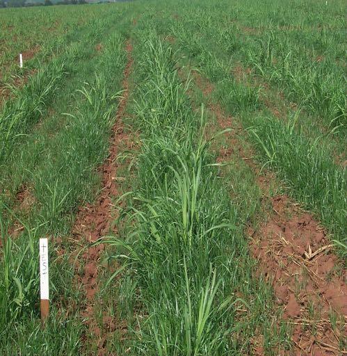 Capim massambará - rizomas Grama-seda - estolhos Thistle raízes gemíferas