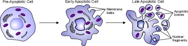 Apoptose Ativação de Caspases e