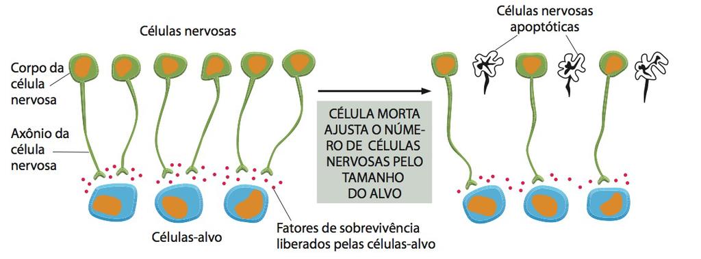 regressão das glândulas mamárias