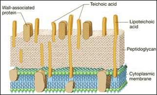 Resposta a carboidratos microbianos: LISOZIMA Encontrado em todos os fluidos corpóreos, exceto fluido cerebroespinhal, suor e urina.