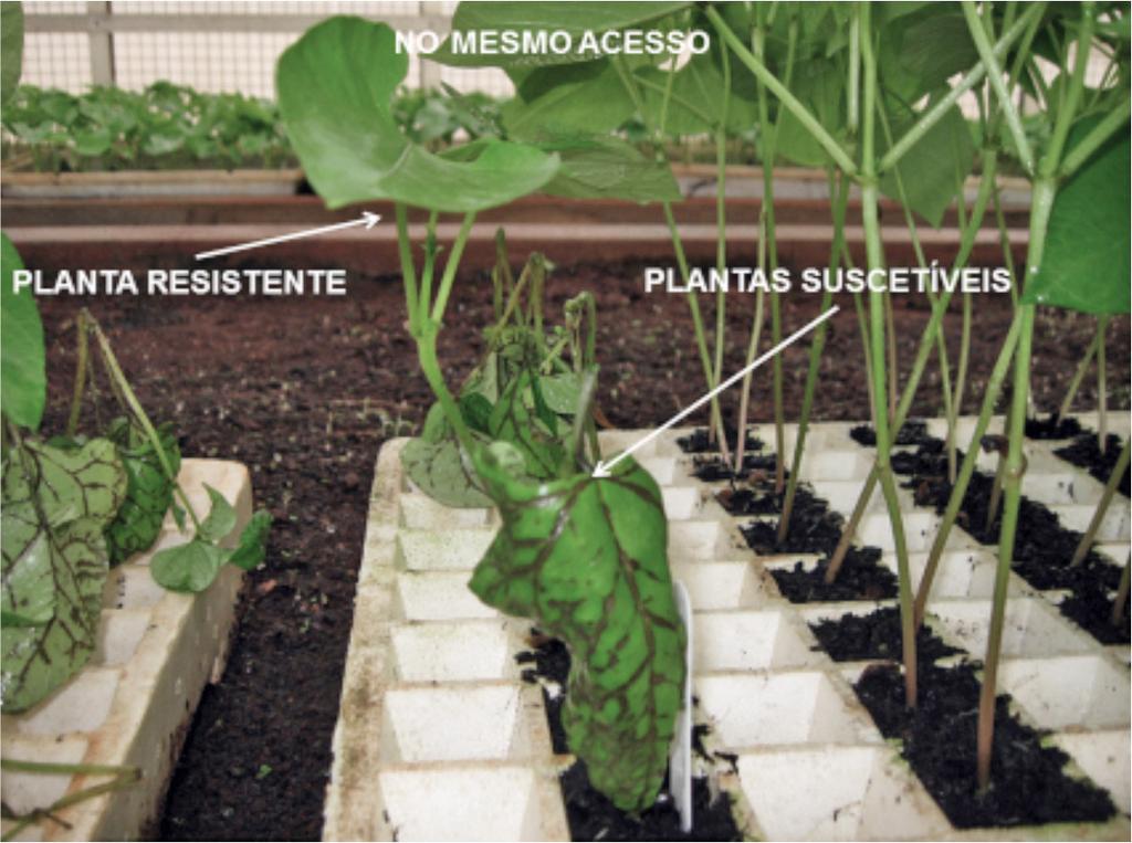 14 Reação de variedades tradicionais de feijão-comum (Phaseolus vulgaris).