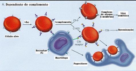 Dependente de complemento Anticorpos aderidos a membrana da célula estimulam a inserção do SC pela via clássica. Lise direta: o sistema complemento ativado termina com a formação do MAC.