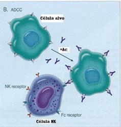Citotoxicidade Celular Fixação de baixas concentrações de anticorpos IgG na membrana da célula
