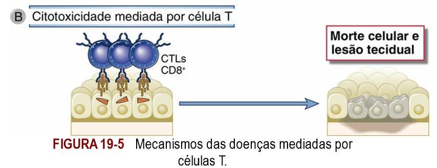 B - Em algumas doenças, as CTLs CD8+