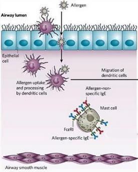 Hipersensibilidade tipo I ou imediata Mecanismo da reação: Produção de IgE em resposta a certos antígenos alérgenos que apresenta alta afinidade pelo receptor