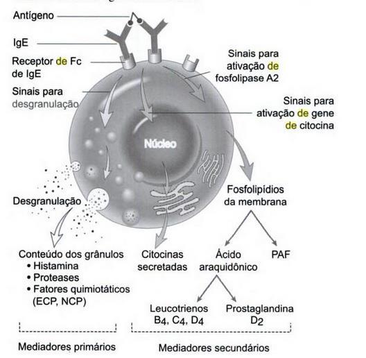 Hipersensibilidade tipo I - Imediata 8 - Uma exposição subsequente ao mesmo alérgeno promove reação cruzada com IgE ligado a células e dispara a degranulação de mastócitos com