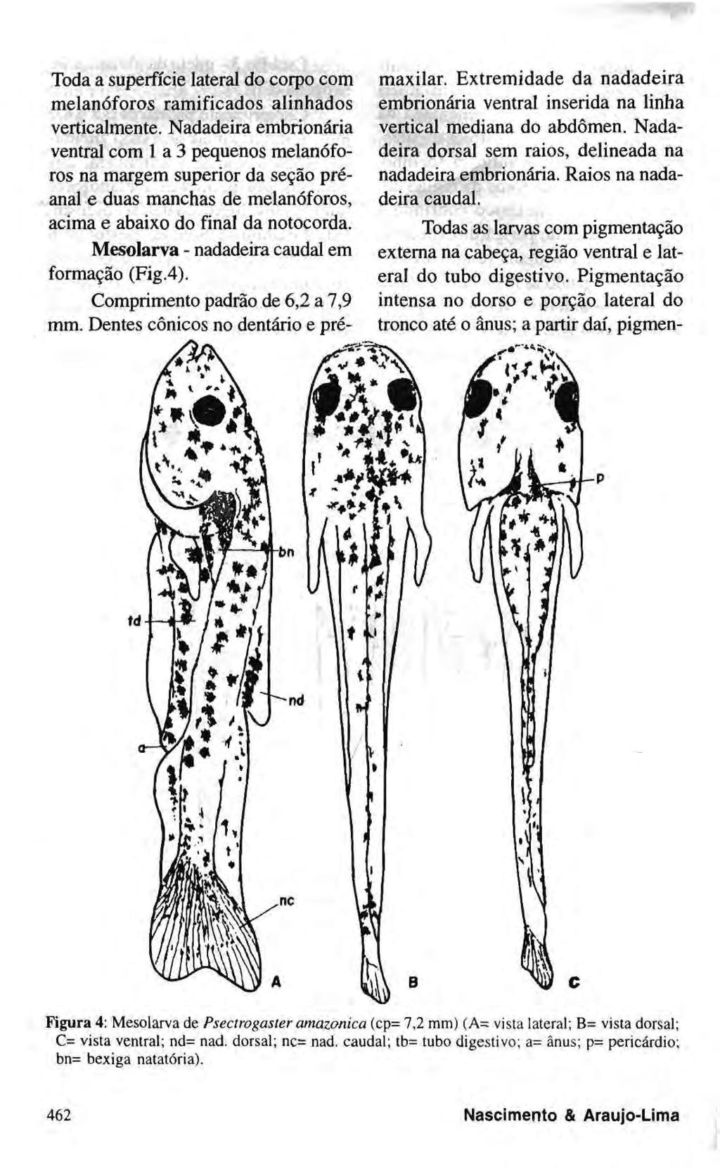 Toda a superfície lateral do corpo com melanóforos ramificados alinhados verticalmente.