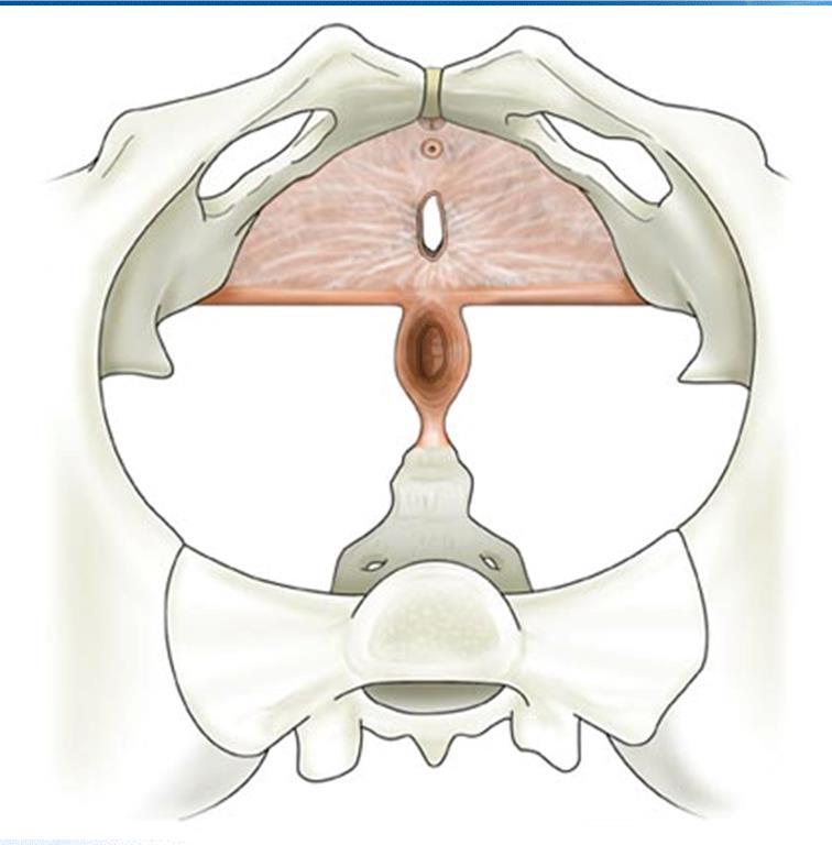 Diafragma urogenital DIAFRAGMA UROGENITAL m.