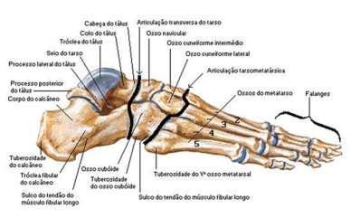 O mediopé é formado pelos ossos navicular, cuboide e cuneiformes medial, intermédio e lateral.