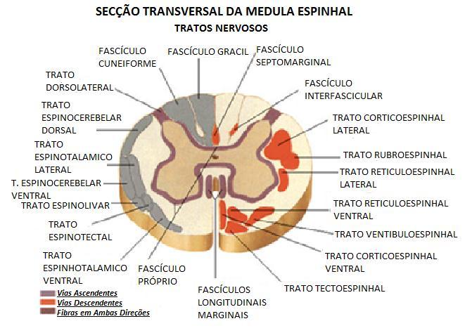 Figura 1 (Adaptado de ref. 4) APRESENTAÇÃO CLÍNICA A apresentação clinica das mielopatias em geral depende do nível da lesão, das regiões afetadas e do processo patológico.