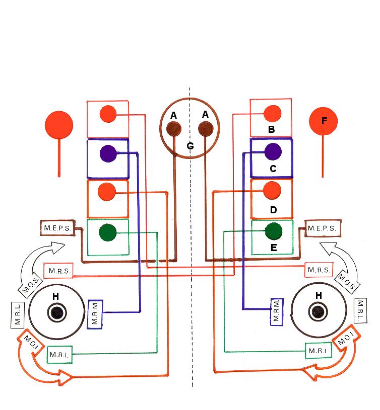Complexo Nuclear de Origem do Nervo Oculomotor ( IIIº nervo craniano ) O Núcleo Pupilar ( Edinger Westphal ), É o primeiro da coluna Viscero-motora, com as ( F.E.V.G.