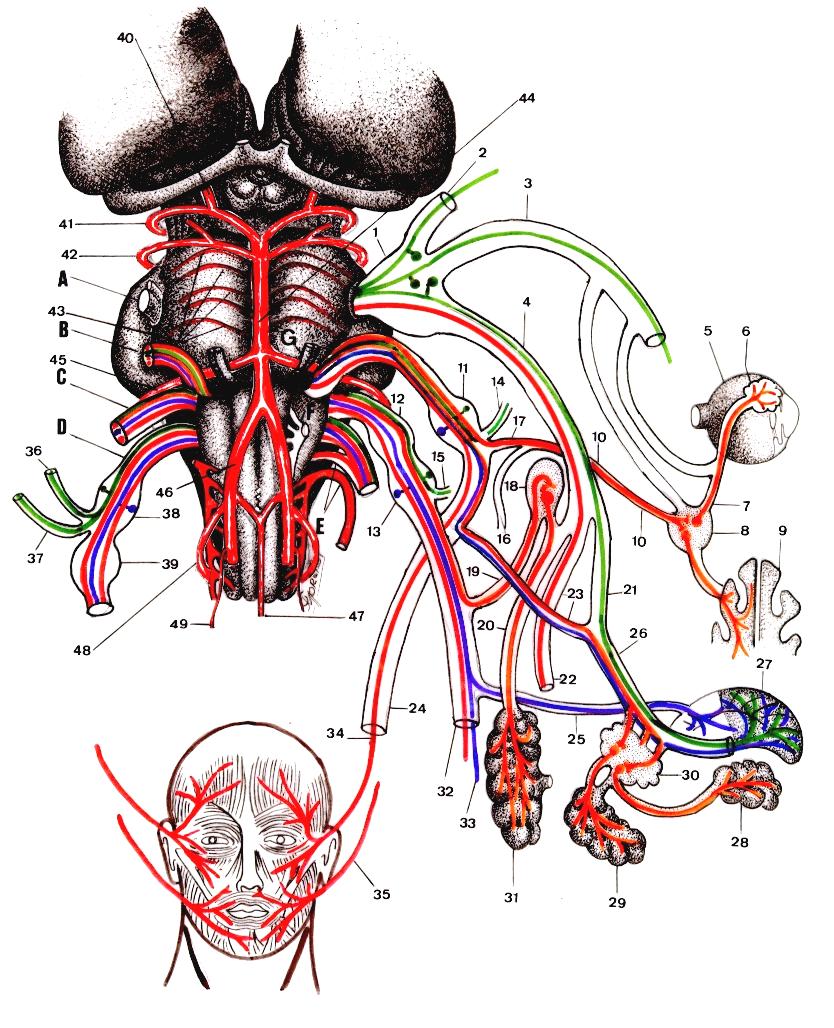 Vista ventral do tronco encefálico mostrando sua circulação arterial realizada Através das artérias do sistema vertebrobasilar e a