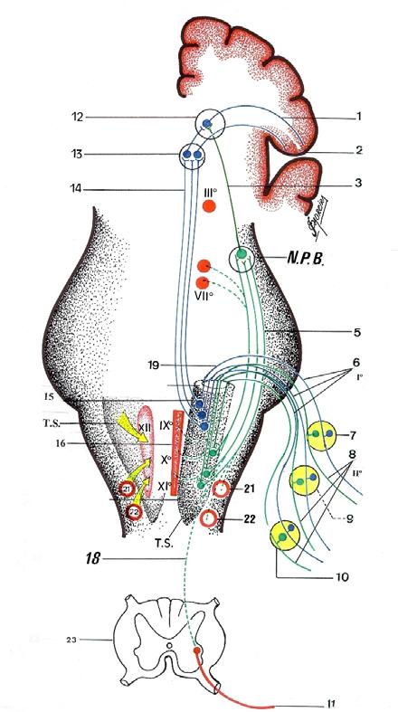 Reflexo Vasomotor e Variações da Pressão Arterial Legenda da Fig.: 28 às Págs.