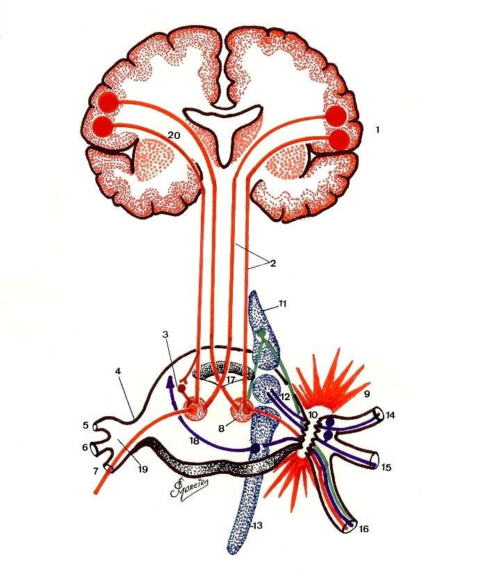 Lesão do Tronco do Nervo Trigêmeo ( Vº ) Nas lesões do tronco do Nervo Trigêmeo ( Vº Nervo Craniano ) ( ou total do gânglio trigeminal, ao exame neuroclinico, poderemos encontrar: 5; Abolição do