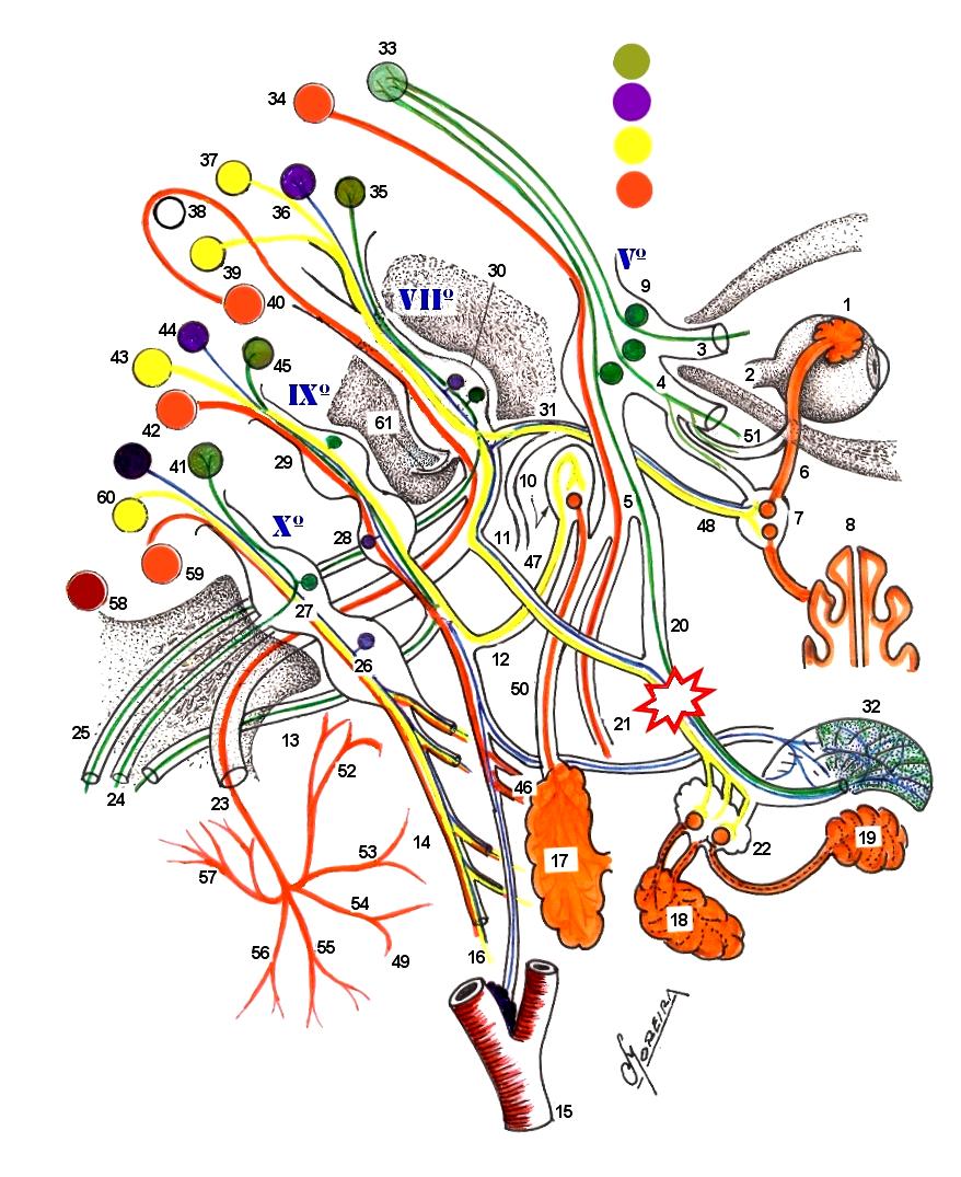 Lesão no Nível do Nervo Lingual, ramo do nervo trigêmeo, Após receber o Nervo da Corda do Tímpano, ramo do nervo Facial ( VIIº nervo craniano ) DESENHO ESQUEMÁTICO MOSTRANDO AS ORIGENS, TRAJETO E