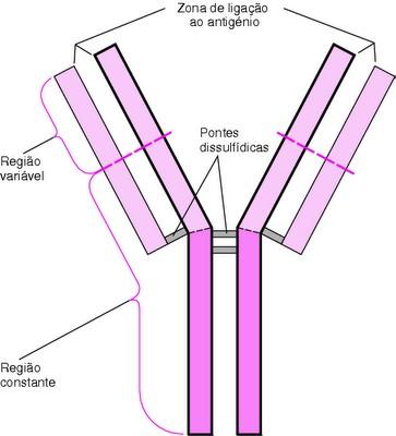 C. Regiões Variáveis (V) e Constantes (C) Depois que as sequências de aminoácidos de muitas cadeias pesadas e leves diferentes foram comparadas, ficou claro que ambas as cadeias pesadas e leves