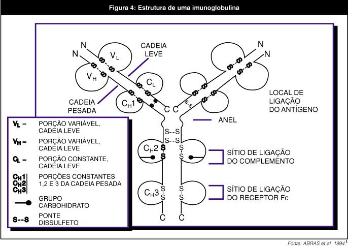 V. FRAGMENTOS DE IMUNOGLOBULINA: RELAÇÕES ESTRUTURA/FUNÇÃO Fragmentos de imunoglobulinas produzidos por digestão proteolítica têm-se mostrado úteis na elucidação das relações de