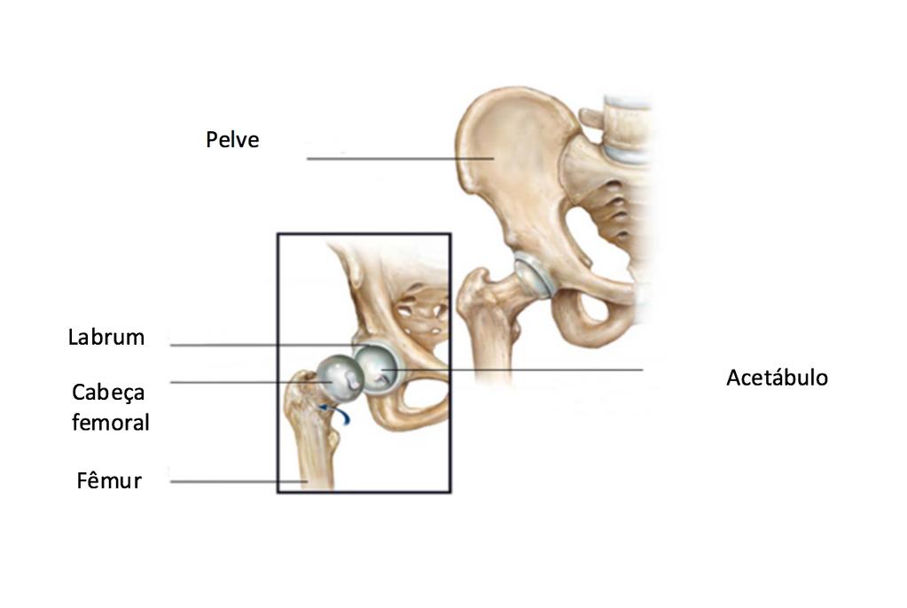 Anatomia O quadril é uma articulação formada pela cabeça femoral e pelo acetábulo da pelve.