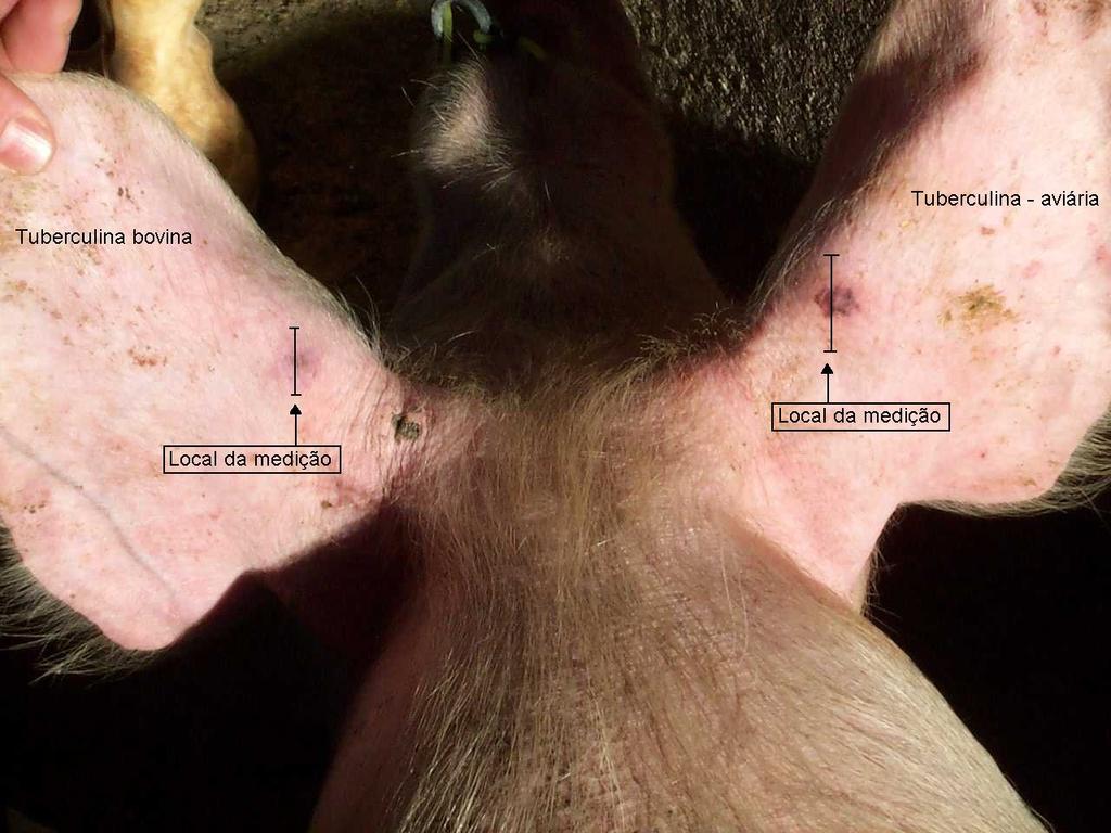 Reação positiva às tuberculina aviária (orelha direita) e bovina (orelha