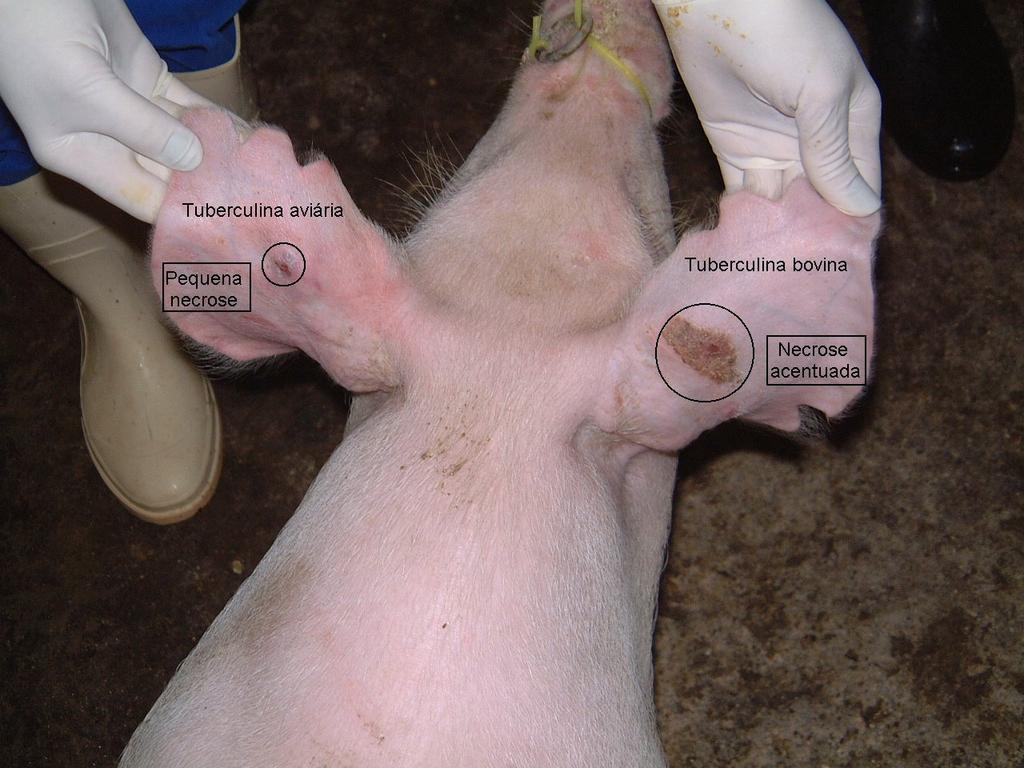 Execução e interpretação da prova tuberculínica pareada em suínos, com tuberculina aviária e bovina 9 Figura 6 Suíno infectado com M. bovis.