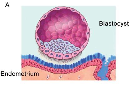 Mudanças e função da zona pelúcida Blastocisto com as projeções do trofectoderme