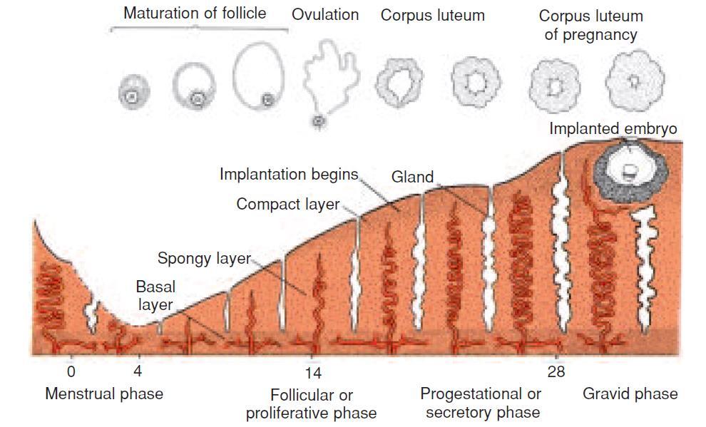 Implantação no endométrio uterino O sucesso deste processo está muito relacionado com as preparações do endométrio induzidos