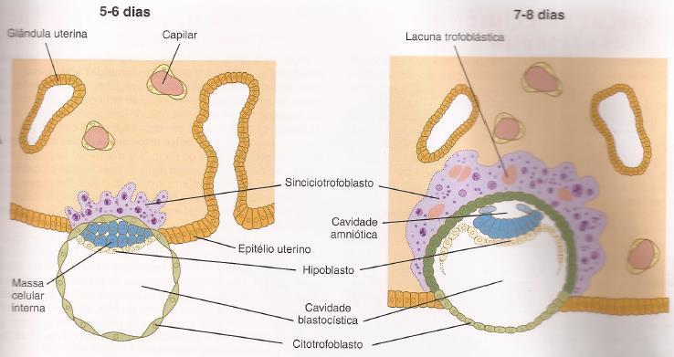 Implantação no endométrio uterino Fonte: Carlson B.