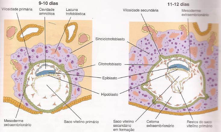 Implantação no endométrio uterino Fonte: Carlson B.
