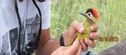 gestão de Centro de Triagem e Assistência a Fauna Silvestre Monitoramento de espécies