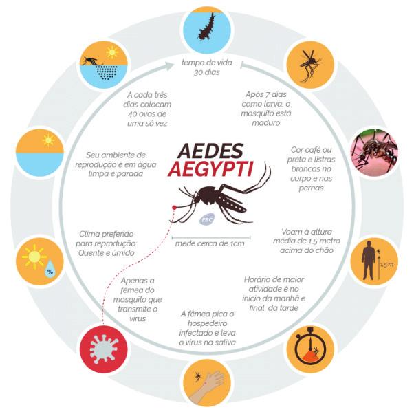 Dengue, Chikungunya e Zika O Aedes aegypti mosquito transmissor de doenças como a Dengue, a Febre Amarela, a febre Chikungunya e o vírus Zika é originário do Egito, na África, e vem se espalhando