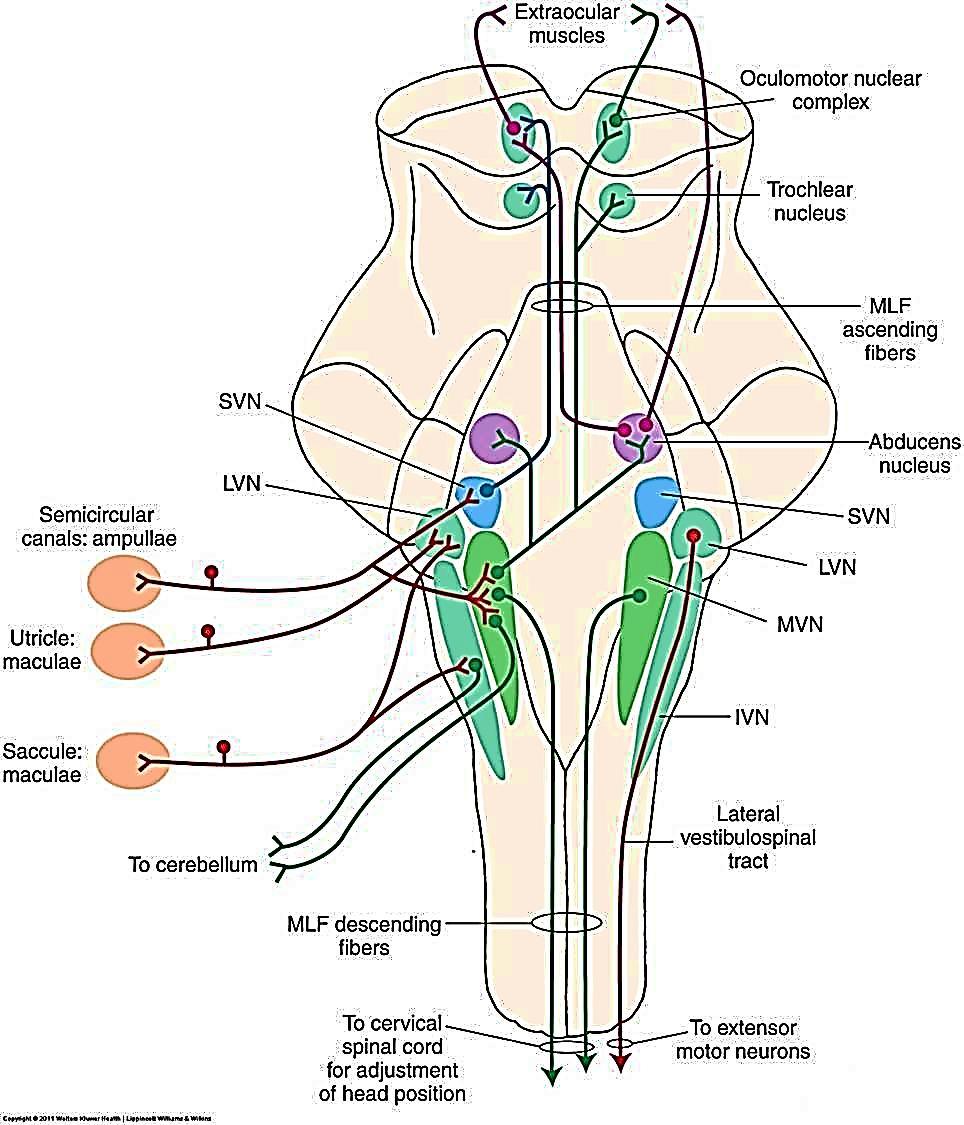 Núcleos Vestibulares Núcleo vestibular superior Núcleo vestibular medial Núcleo vestibular lateral Núcleo vestibular inferior Núcleos medial e superior recebem informações dos ductos semicirculares e