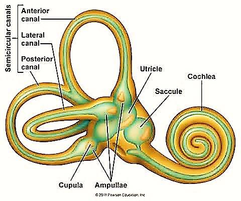 orgão vestibular) transdução de