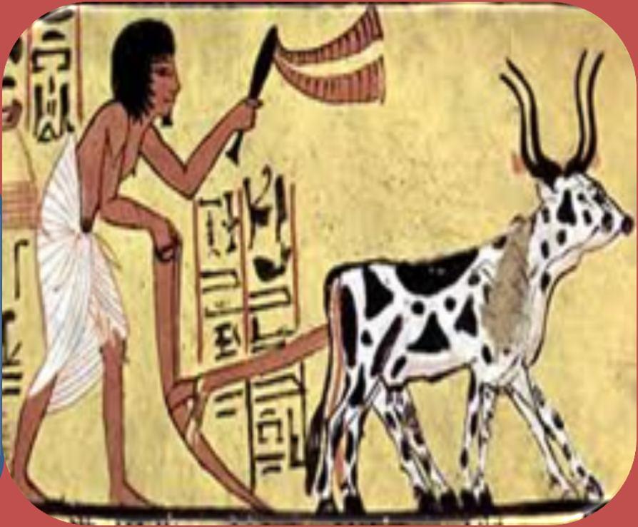 Os egípcios dedicavam-se também à criação de bois, asnos, patos e cabritos.
