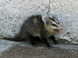 primário) Rattus rattus