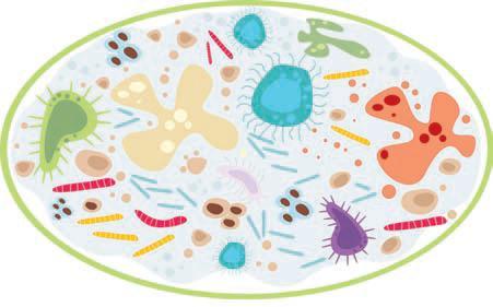 O que são microrganismos?