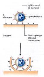 toda a superfície do linfócito membrana