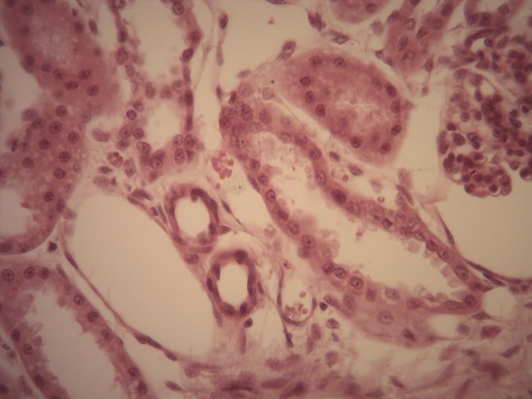 Está constituído por uma só camada de células planas; como o citoplasma destas células é muito fino, não pode ser visualizado, sendo observados apenas os núcleos, que são achatados, acompanhando o
