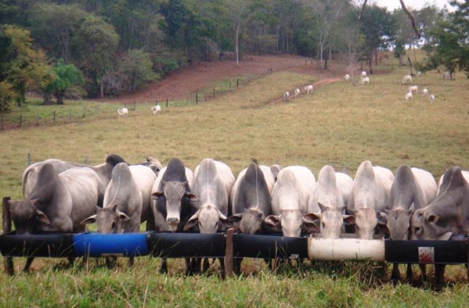 Introdução A pecuária de corte praticada em Mato Grosso do Sul vem sofrendo profundas transformações nos últimos anos, o setor tem incorporado gradativamente novas tecnologias, avançado no