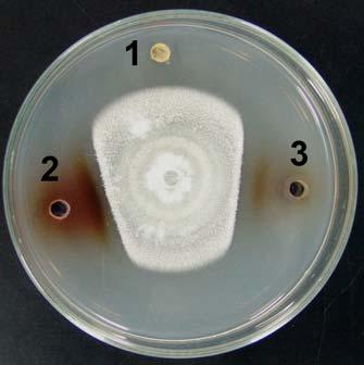 sensível aos extratos dentre os fungos testados, uma vez que quatro dos cinco extratos avaliados inibiram seu crescimento micelial (Tabela 1).
