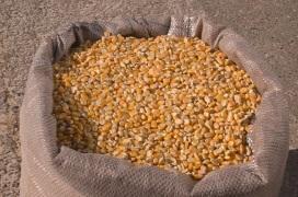 Relação de troca: sacas (60 KG) de milho / arroba de boi gordo