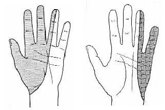Inervação das mãos (palma da mão) Área de