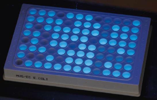 ANEXO 1 : FOTO DE APOIO Microplate MUG/EC Deteção e enumeração de Escherichia coli em água, de acordo com a NF EN ISO 9308-3.