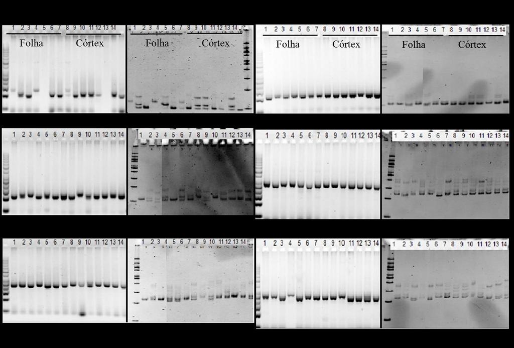 Figura 3. Eletroforese em gel de agarose (1,5%) e poliacrilamida (6%) mostrando os perfis de PCR amplificado de seis primers (EE8; EE23; EE32; EE43; EE45; EE47) em Euterpe edulis.