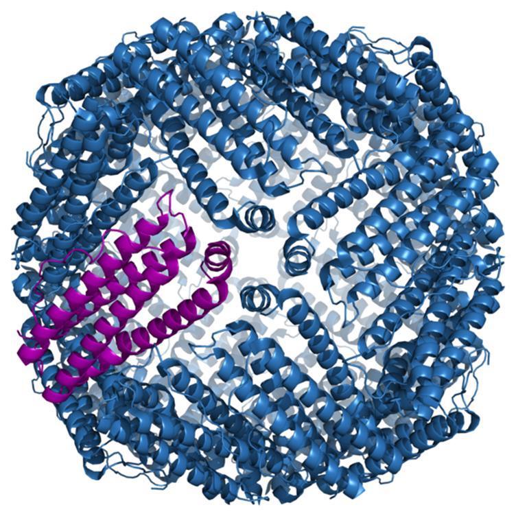 Ferritina: uma proteína que armazena Ferro na célula Íons Fe3+ na forma de óxido hidratado são envoltos pela molécula proteica: - Até 4500 átomos de Ferro/molécula