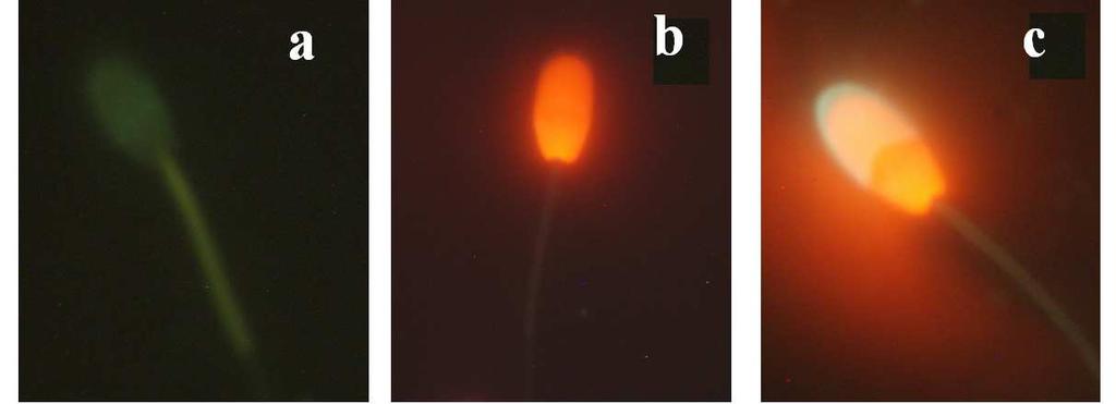 A porcentagem de células com membrana plasmática lesada e acrossoma íntegro (PLAI figura 10 - b) variou entre os meios diluidores.