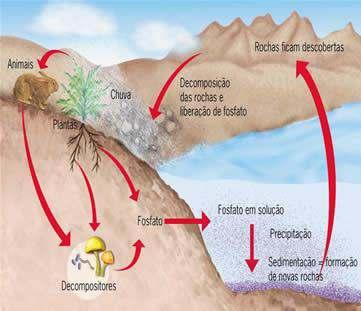 Bio. CICLO DO FÓSFORO O fósforo não é encontrado na forma gasosa: está presente na forma de fosfato nas rochas. O fósforo é um dos responsáveis pela formação do ATP.