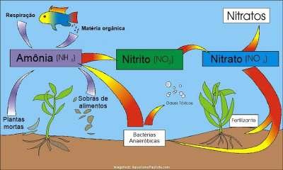 Bio. EXERCÍ CI OS DE AULA 1. Os ciclos biogeoquímicos, também chamados de ciclos da matéria, garantem que os elementos circulem pela natureza.